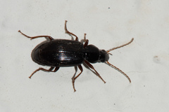 Agonum