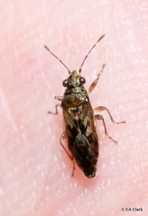 Lygaeidae