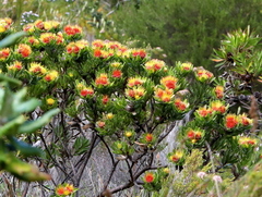 Leucospermum oleifolium