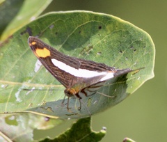 Adelpha iphicleola