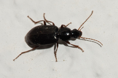 Agonum
