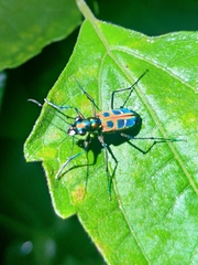 Cosmodela barmanica