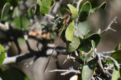Lestes alacer
