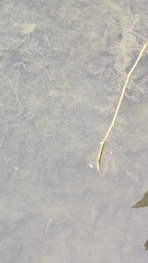 Striuntius lateristriga