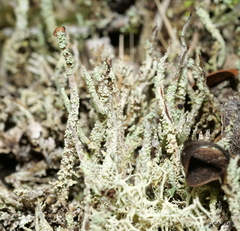 Cladonia macilenta
