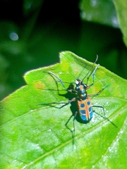 Cosmodela barmanica
