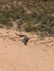 Varanus gouldii