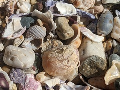 Bostrycapulus pritzkeri