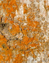 Trentepohlia abietina