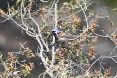 Malurus pulcherrimus