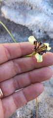 Moraea lurida