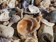 Bostrycapulus pritzkeri