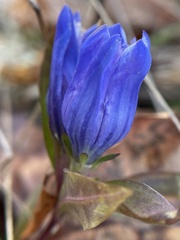 Gentiana saponaria