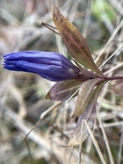 Gentiana saponaria