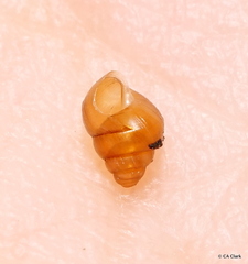 Achatinellidae