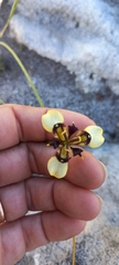 Moraea lurida