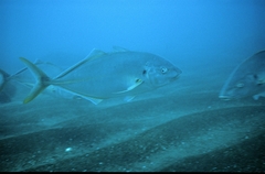 Pseudocaranx dentex