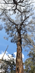 Eucalyptus obliqua