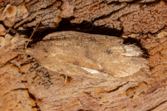 Planotortrix