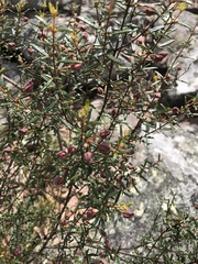 Boronia ledifolia