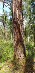 Eucalyptus obliqua