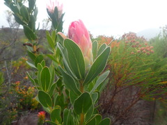 Protea compacta