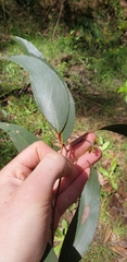 Eucalyptus obliqua