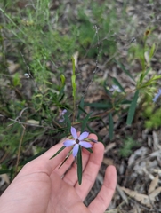 Billardiera cymosa
