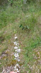 Leptospermum continentale