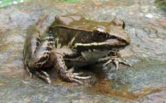 Lithobates maculatus