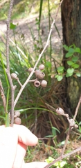 Eucalyptus obliqua