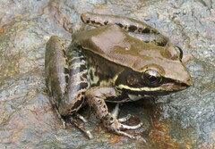 Lithobates maculatus