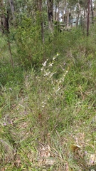 Leptospermum continentale