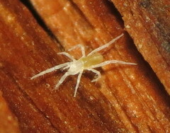 Rhagidiidae