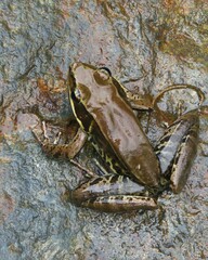 Lithobates maculatus