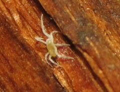 Rhagidiidae