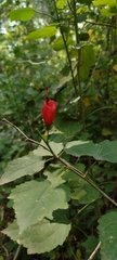 Malvaviscus arboreus