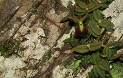 Epidendrum peperomia