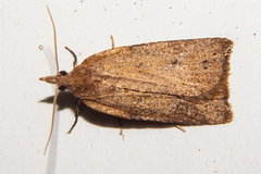 Planotortrix