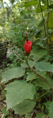 Malvaviscus arboreus