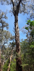 Eucalyptus viminalis viminalis