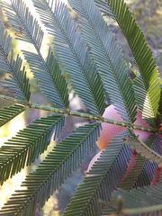 Acacia filicifolia