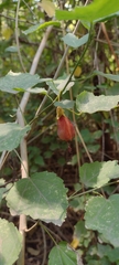 Malvaviscus arboreus