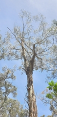 Eucalyptus viminalis viminalis