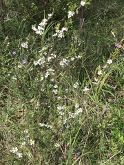 Leptospermum continentale