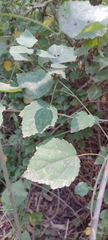 Malvaviscus arboreus