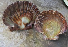 Pecten fumatus