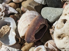 Monetaria caputserpentis