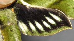 Xylophanes mariae