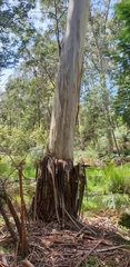 Eucalyptus viminalis viminalis